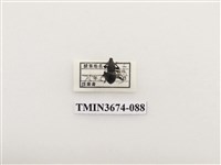 藏品(象鼻蟲(2))的圖片